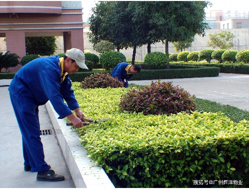 博鱼boyu：姜堰附近绿化苗木市场在哪里有