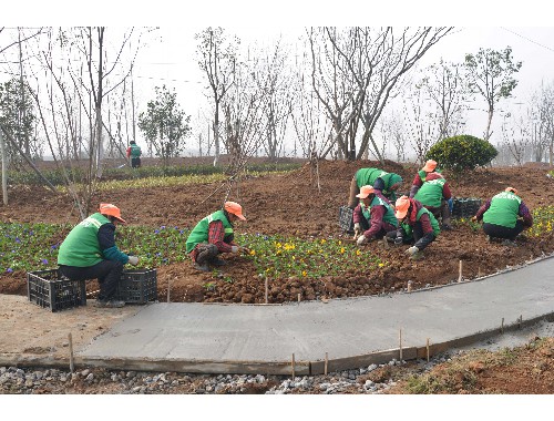 博鱼中国官网：平顶山城市绿化常用苗木标准