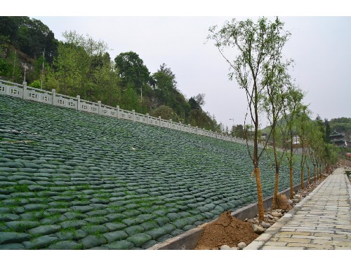 博鱼官方网站：慈溪绿化苗木市场行情