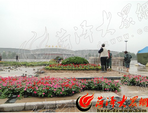 博鱼中国官网：姜堰城市绿化带种植什么植物比较好
