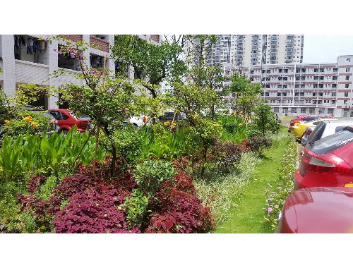 博鱼boyu官方网站：信丰地产绿化工程